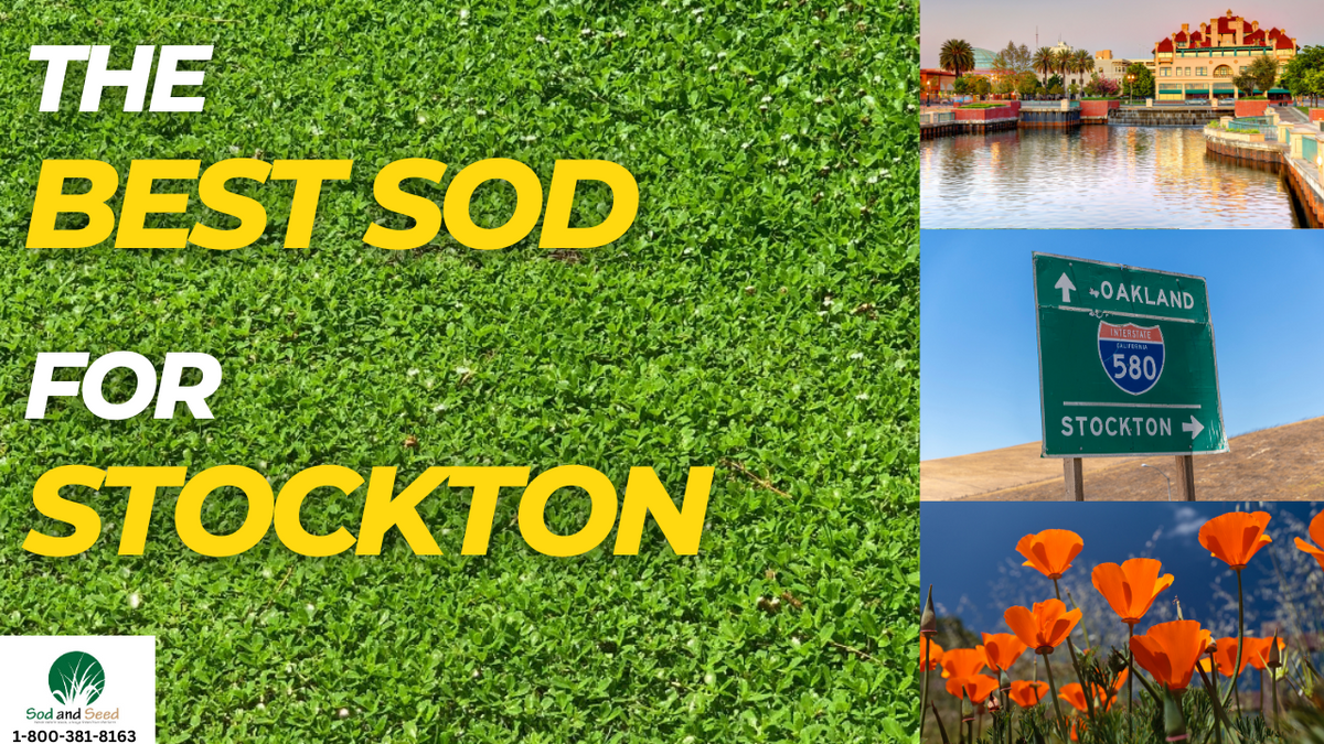 The Best Sod for Stockton – Sod and Seed, Inc.