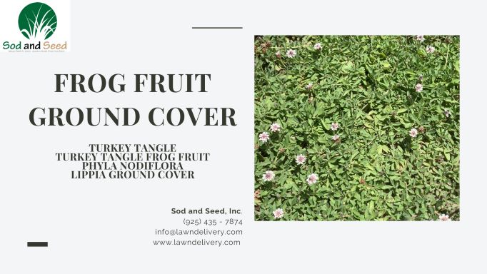 Frog Fruit Ground Cover 2022 – Sod and Seed, Inc.