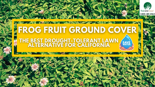 The Best Drought Tolerant Lawn Alternative for California – Sod and