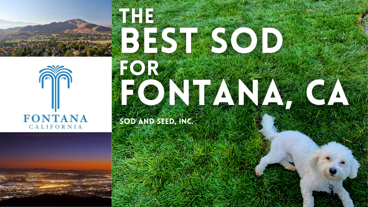 The Best Sod for Fontana – Sod and Seed, Inc.