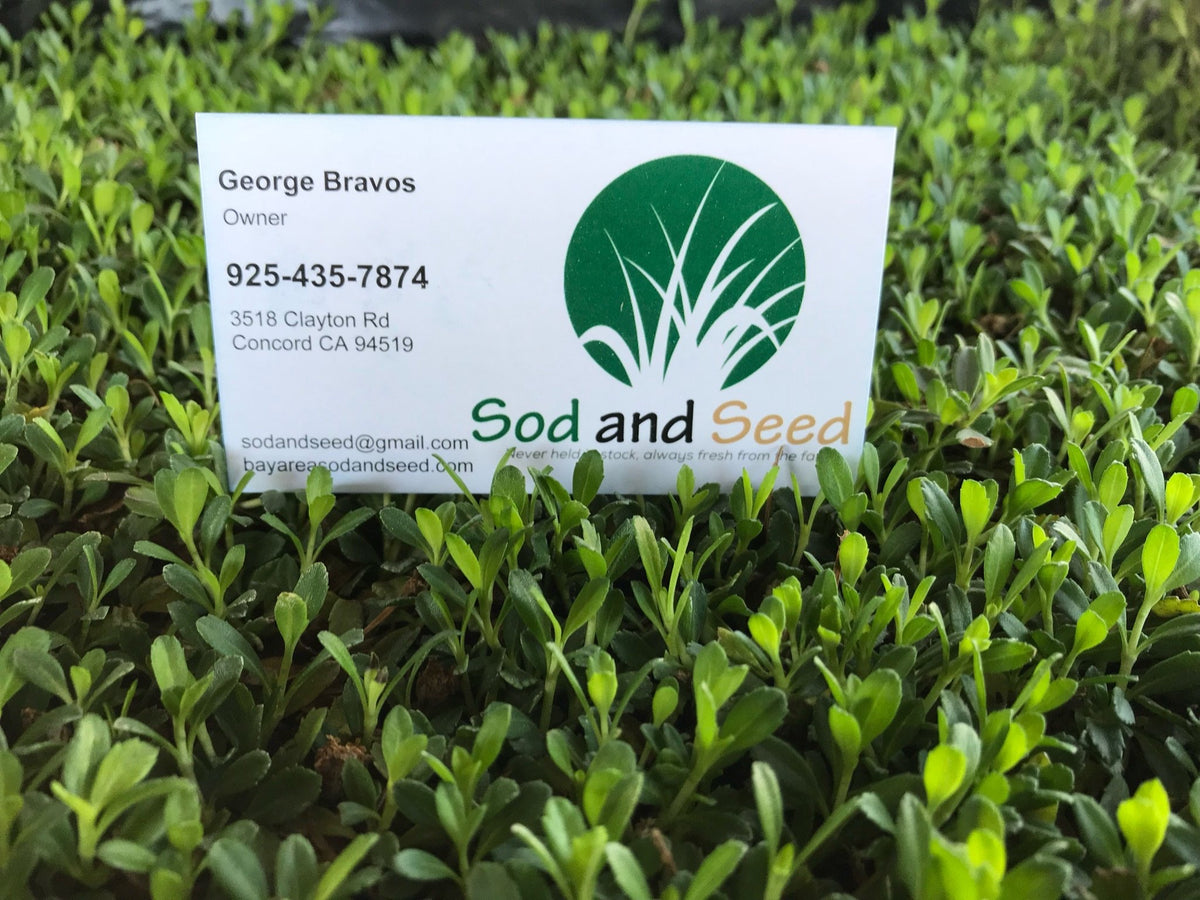 Frog Fruit Ground Cover – Sod and Seed, Inc.