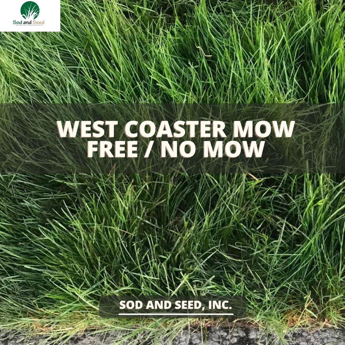 No discount mow sod