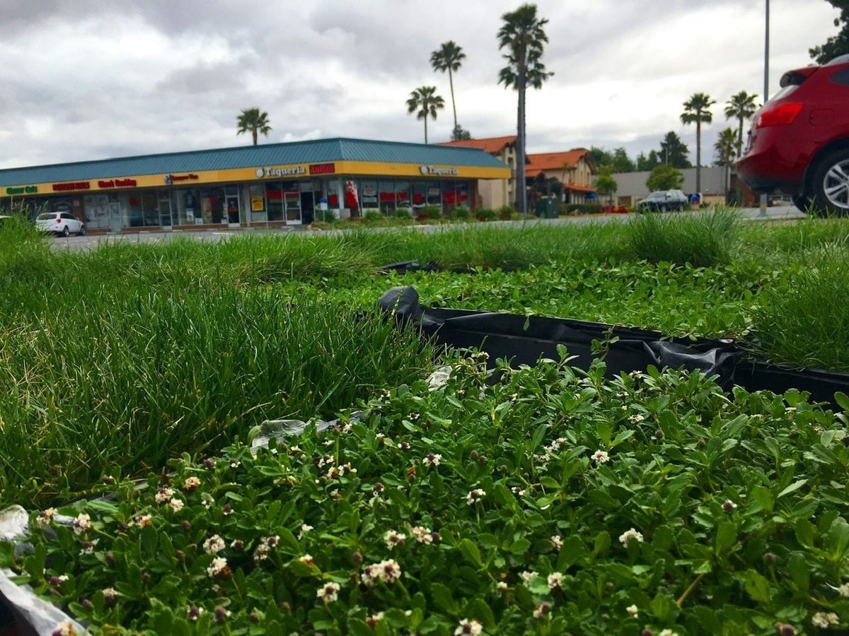 Lippia The Drought Resistant Ground Cover – Sod and Seed, Inc.