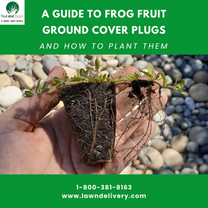 A Guide to Frog Fruit Plugs and How to Plant Them