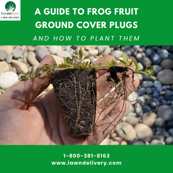 frog fruit ground cover plugs