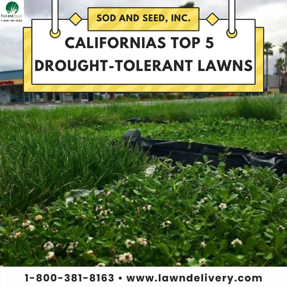 drought tolerant sod lawn