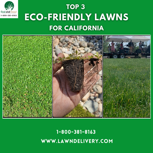 Top 3 Eco-Friendly Lawn Alternatives for California