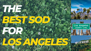 Best Sod for Los Angeles