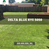 Best Kentucky Bluegrass Perennial Rye Grass Sod